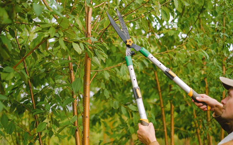 Tree trimming in Hoolehua, HI